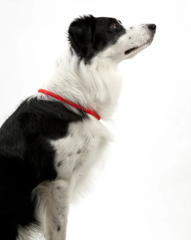 Flashing LED Collar Bands